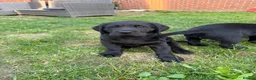 Labrador Retriever dogs for sale: Black KC registered labradors for sale  in Wellingborough - Advert 1