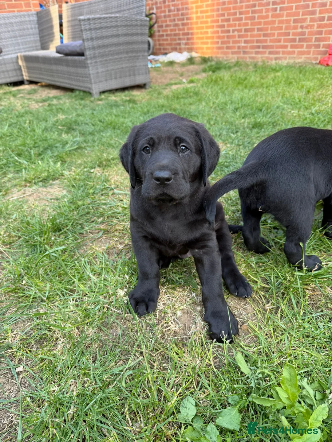 Labrador Retriever dogs for sale: Black KC registered labradors for sale  in Wellingborough - Advert 1