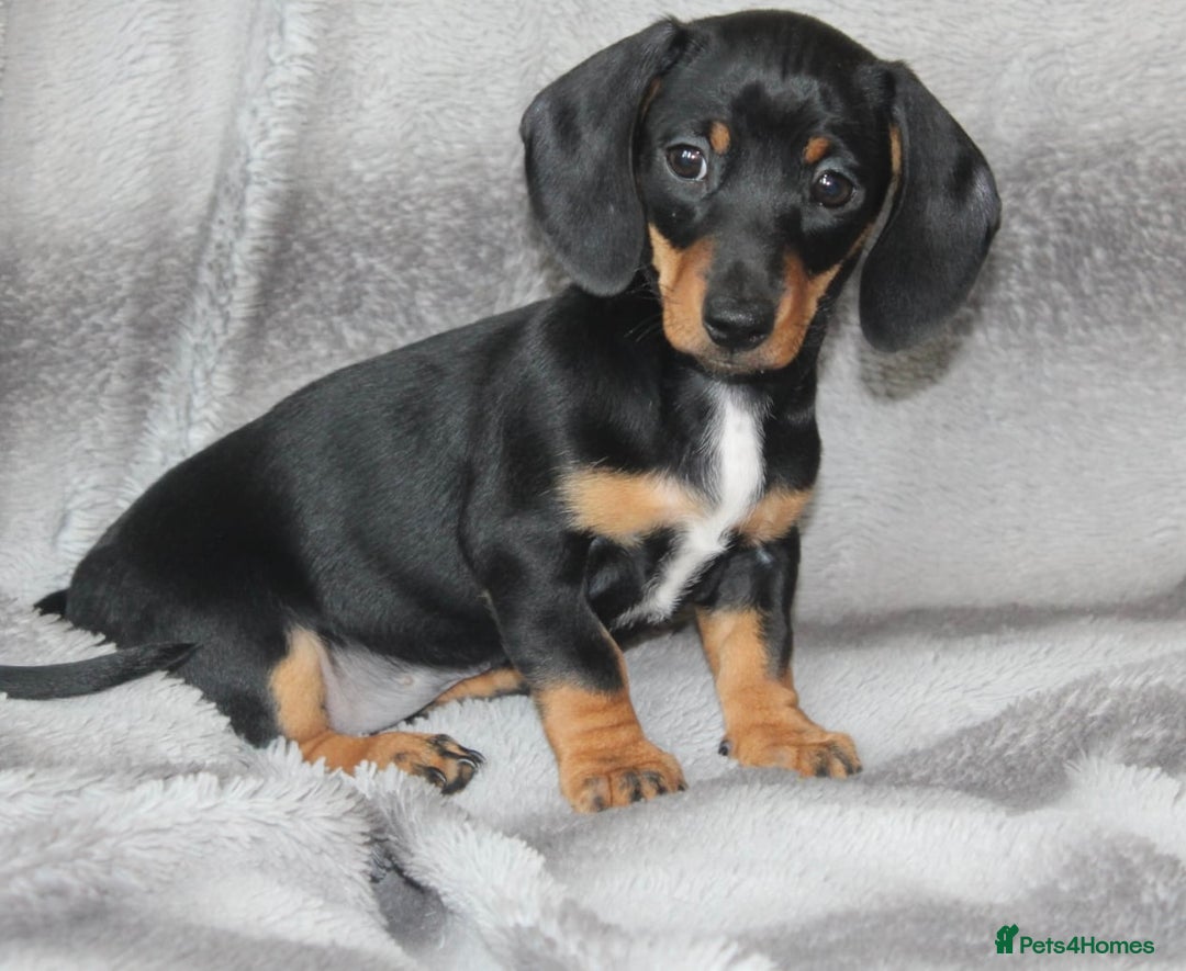 Dachshund dogs for sale: DACHSHUNDS READY NOW - Image 10