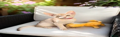 Abyssinian Kitten 5