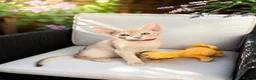 Abyssinian cats for sale:     Fu (福) 🏆✨ CHAMPION Silver Cinnamon Abyssinian - Advert 27