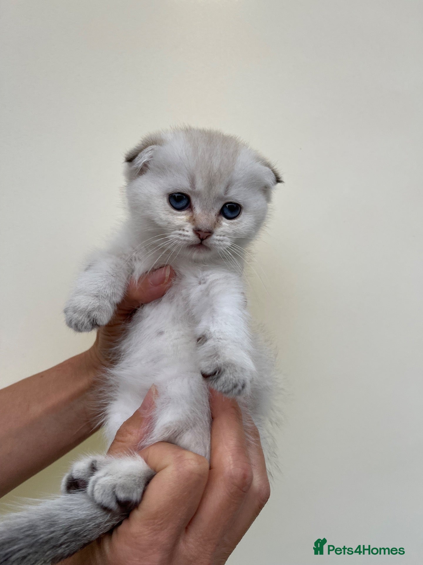 Scottish Fold cats LOVELY PUREBRED SCOTTISH FOLD CHINCHILLA KITTENS  - Advert 2
