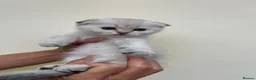 Scottish Fold cats for sale: LOVELY PUREBRED SCOTTISH FOLD CHINCHILLA KITTENS  - Advert 2
