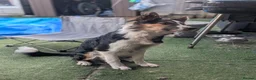 Border Collie dogs for sale: 6 month old male border collie  - Advert 5