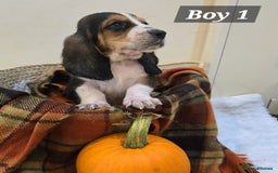 Basset Hound dogs for sale: Stunning Bassett Hound puppies - Image 8