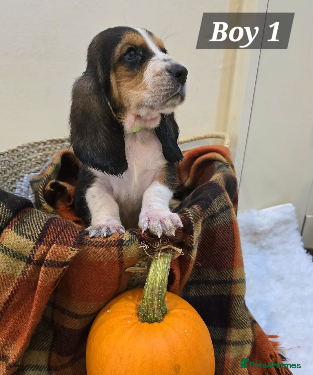 Basset Hound dogs for sale: Stunning Bassett Hound puppies - Image 8