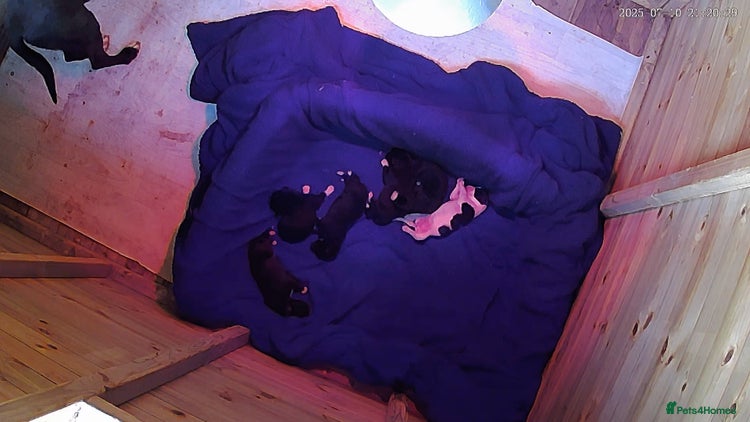 Mixed Breed dogs - Advert 5