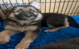 German Shepherd dogs for sale: KC Reg German Shepherd Puppies - Stunning colours  - Image 8