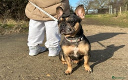 French Bulldog dogs for sale: Blue and tan merle girl for sale  - Image 2