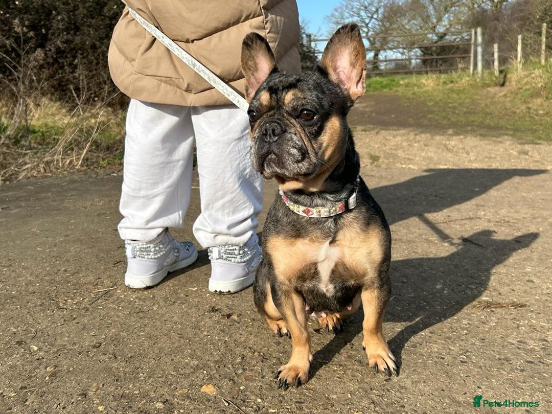 French Bulldog dogs for sale: Blue and tan merle girl for sale  - Image 2