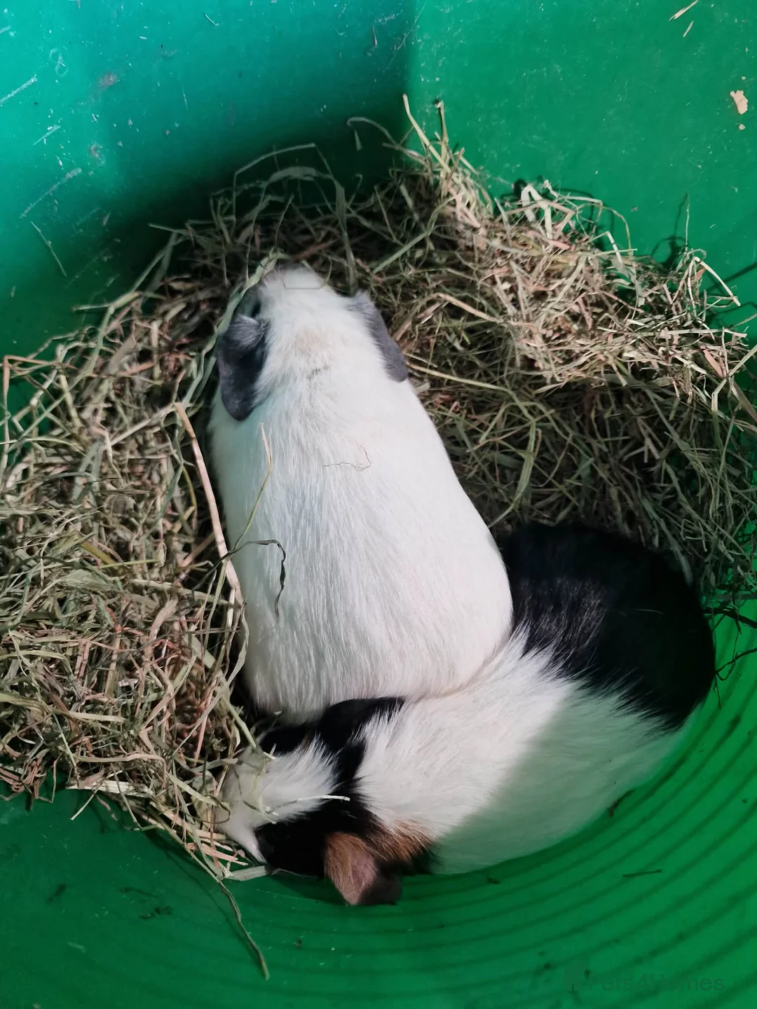 Guinea Pig rodents for sale: Baby guinea pigs boys and girls  - Advert 2