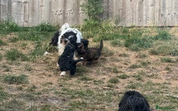 Shihpoo dogs for sale: 4 shihpoo males ready now in Telford - Image 31