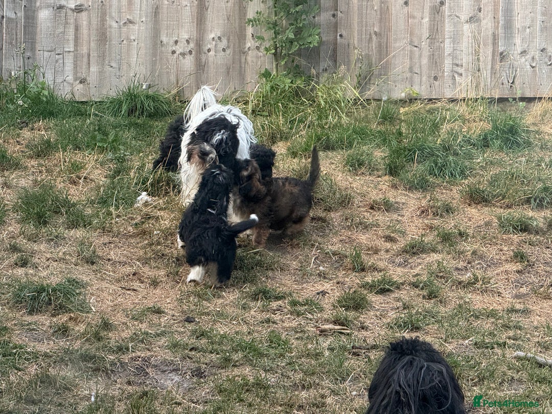 Shihpoo dogs for sale: 4 shihpoo males ready now in Telford - Image 31