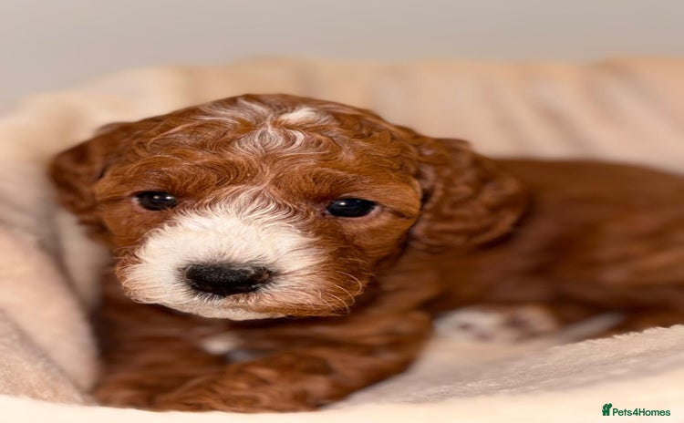 Cavapoochon dogs - Advert 1