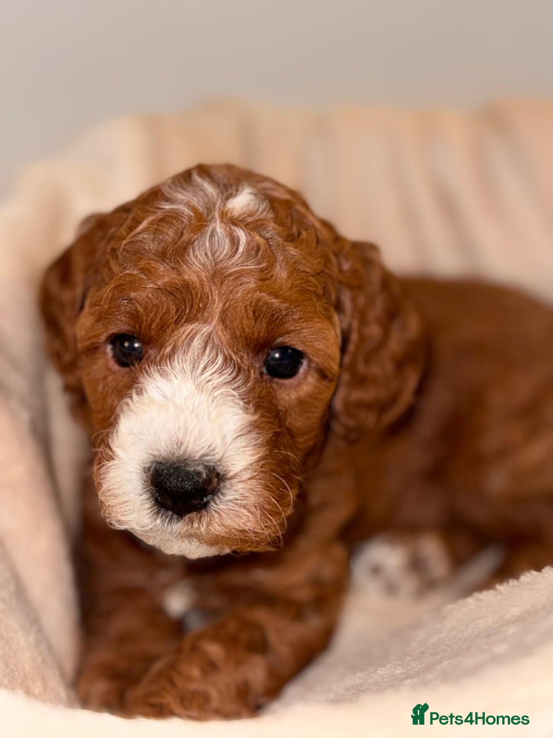 Cavapoochon dogs for sale: Cavapoochon Puppies –Ready Mid-October - Image 1