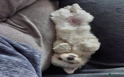 Maltese dogs for sale: 💝Adorable Puppy Looking for a Loving Forever Home - Image 2