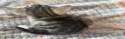 British Shorthair cats for sale: Silver Tabby BSH Cross Kittens - Advert 8