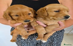 Golden Retriever dogs for sale: Dark Working Golden Retriever puppies  - Image 7