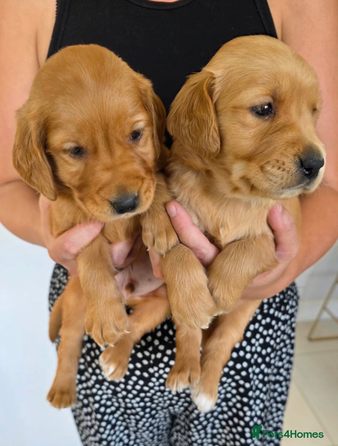 Golden Retriever dogs for sale: Dark Working Golden Retriever puppies  - Image 7