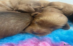 Cockapoo dogs for sale: 👑 Stunning F1 Cockapoo puppies 👑 - Image 6