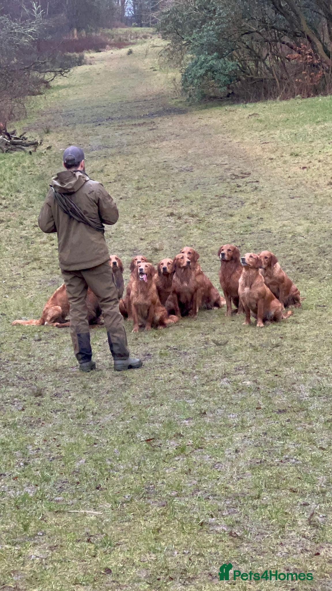 Golden Retriever dogs for sale: Tundra Retriever KC Fox Red Golden Retriever Pups - Advert 9