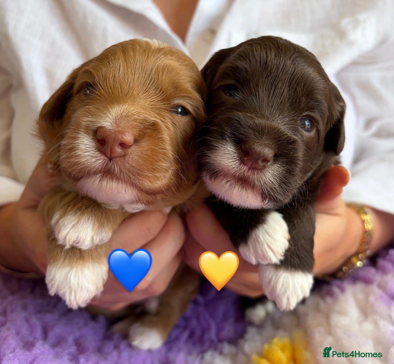 Australian Labradoodle dogs Miniature Australian Labradoodle Puppies - Advert 3