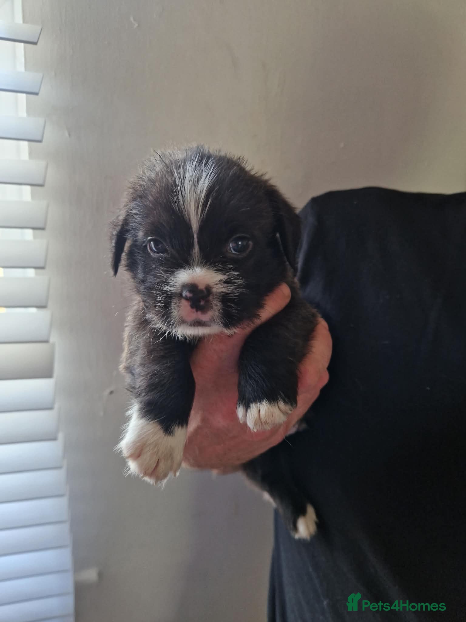 Mixed Breed dogs Pocket bully X  - Advert 1