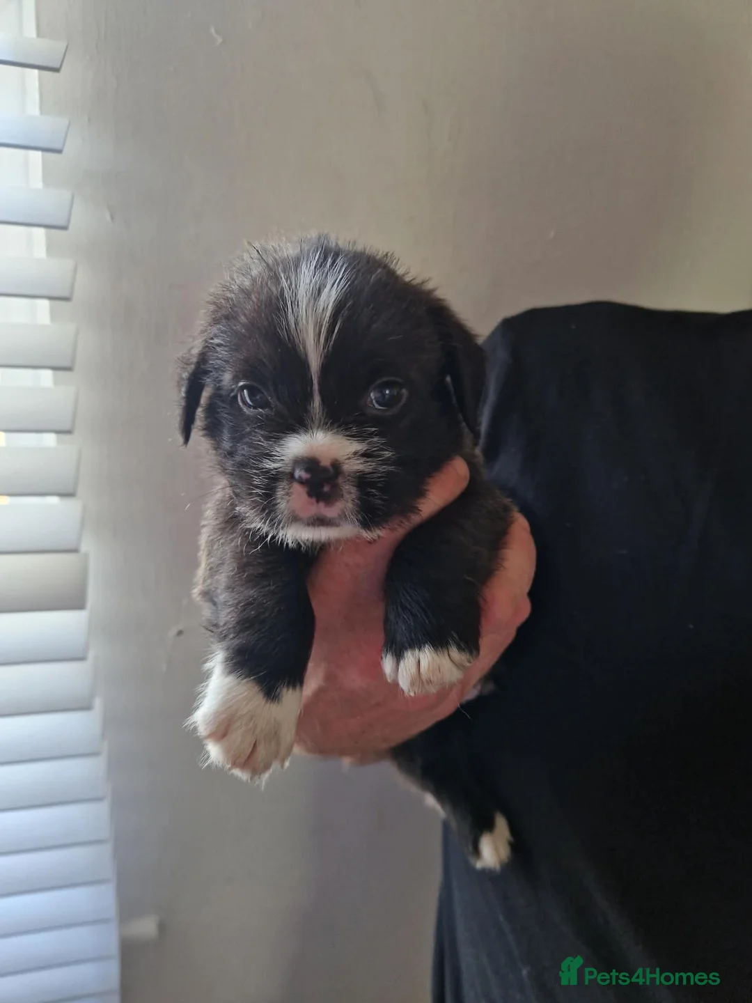 Mixed Breed dogs for sale: Pocket bully X  in Brierley Hill - Advert 1