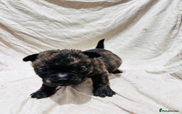 Mixed Breed dogs for sale: Beautiful frow frows for sale - Image 16