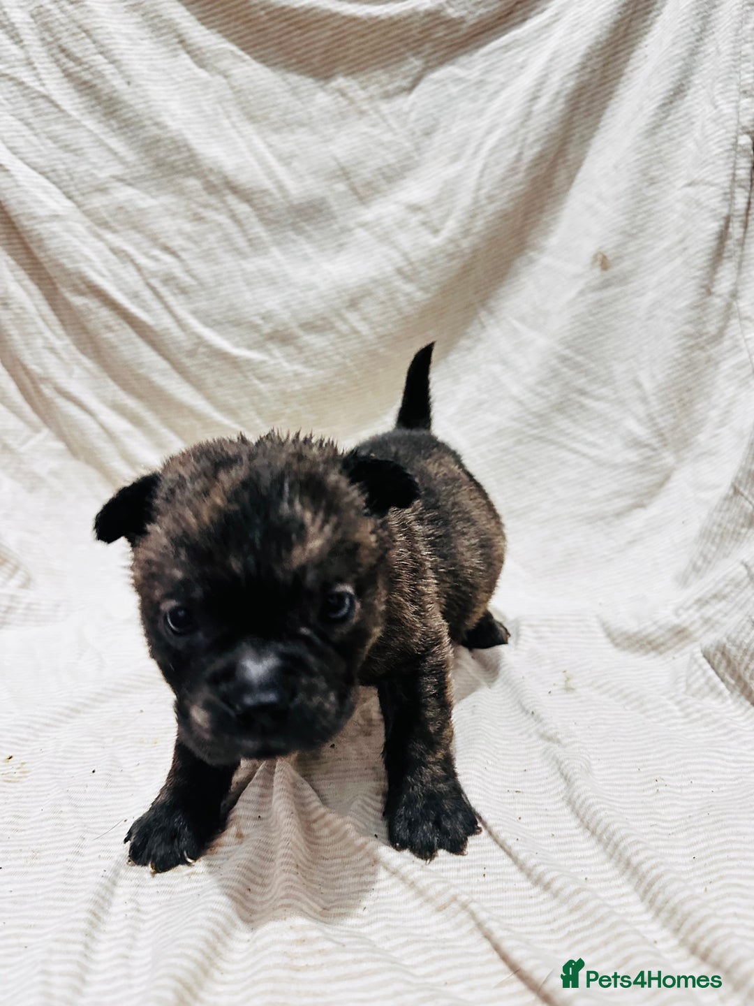 Mixed Breed dogs for sale: Beautiful frow frows for sale - Image 16