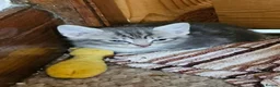 Mixed Breed cats for sale: 4 Mixed Breed Kittens  - Advert 3