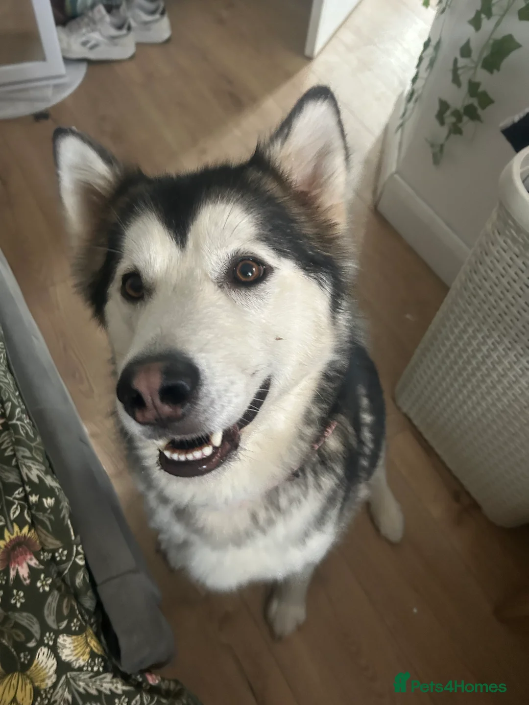 Alaskan Malamute dogs for sale: LAST BABY BOY! - Advert 2