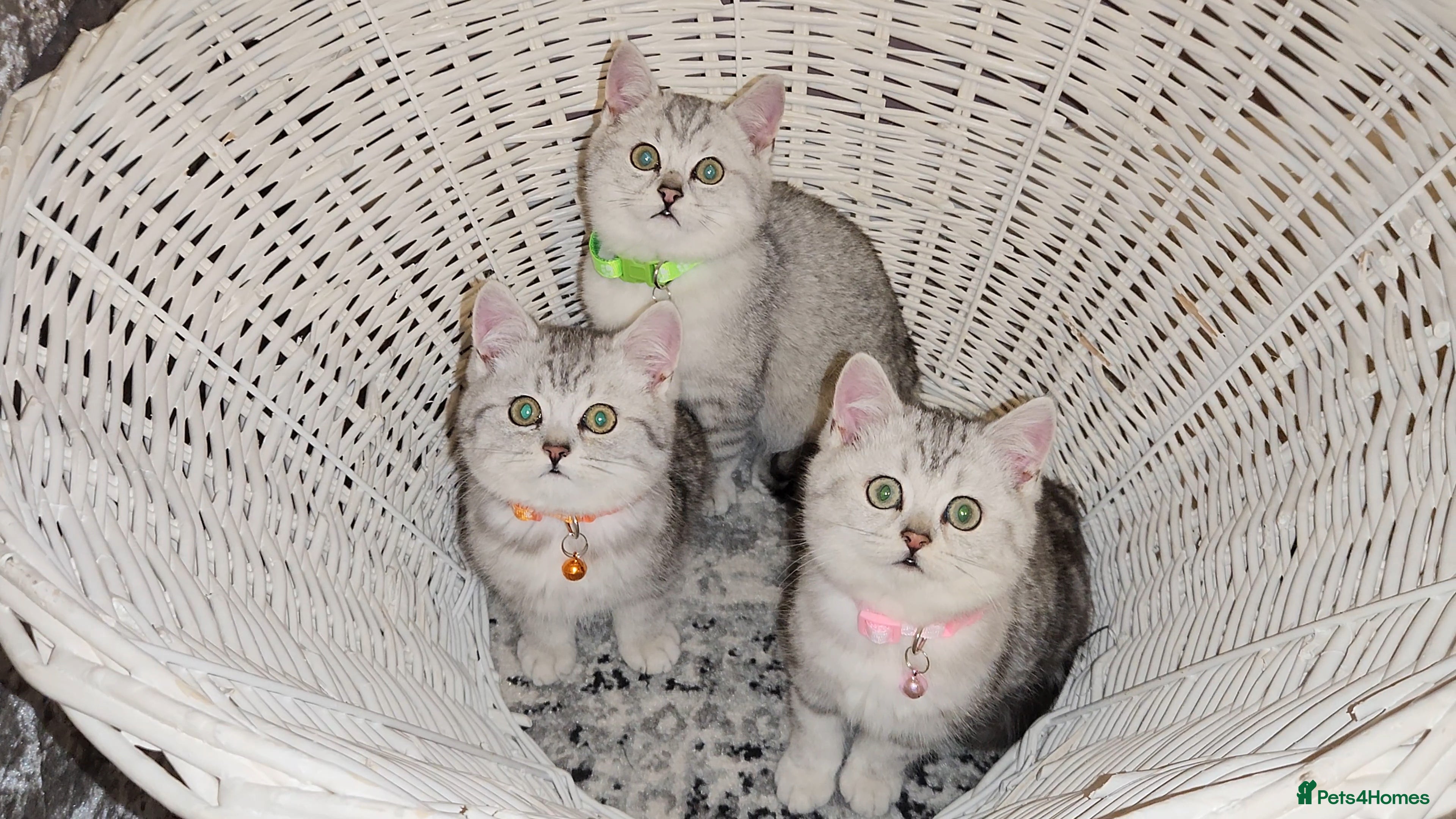 British Shorthair cats Amazing Quality Pedigree British Shorthair Kittens - Advert 2