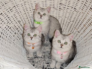 British Shorthair cats Amazing Quality Pedigree British Shorthair Kittens - Advert 2