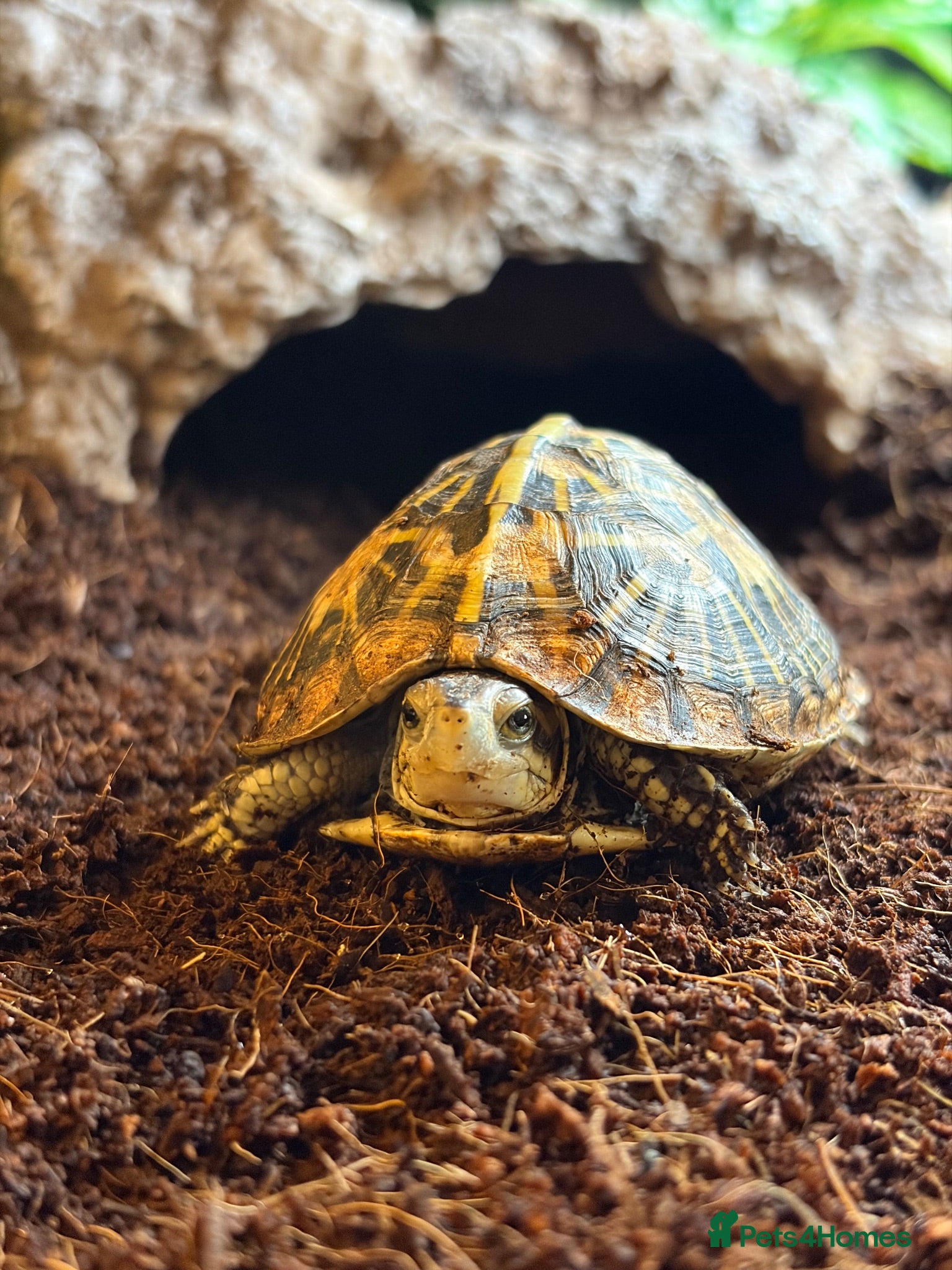 Turtle reptiles Baby Florida box turtle.  - Advert 2