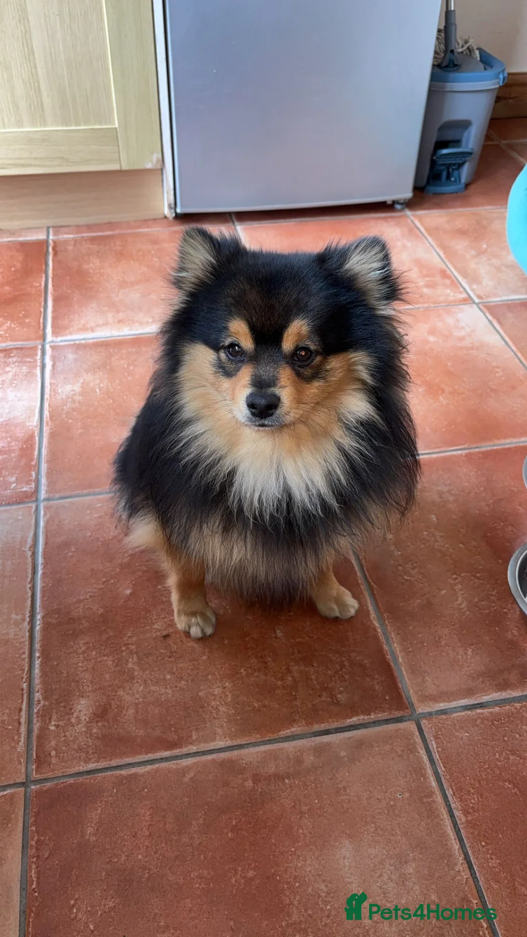 Pomeranian dogs for stud: Pomeranian for stud - Advert 4