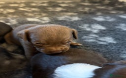 Mixed Breed dogs for sale: Frocks  - Image 30