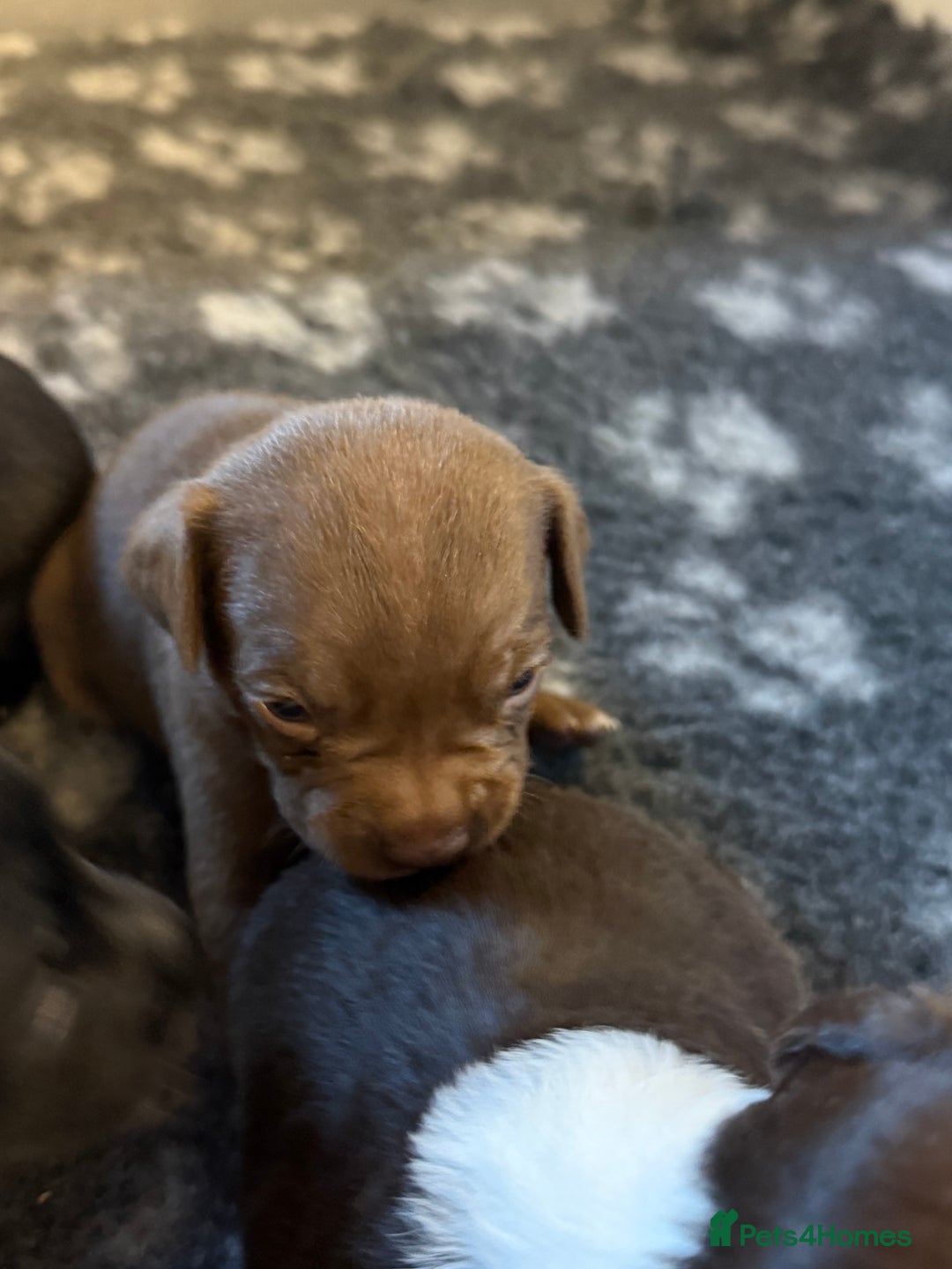 Mixed Breed dogs for sale: Frocks  - Image 30