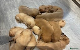 Labrador Retriever dogs for sale: Red Fox , Golden & White Labrador Pups  - Image 4