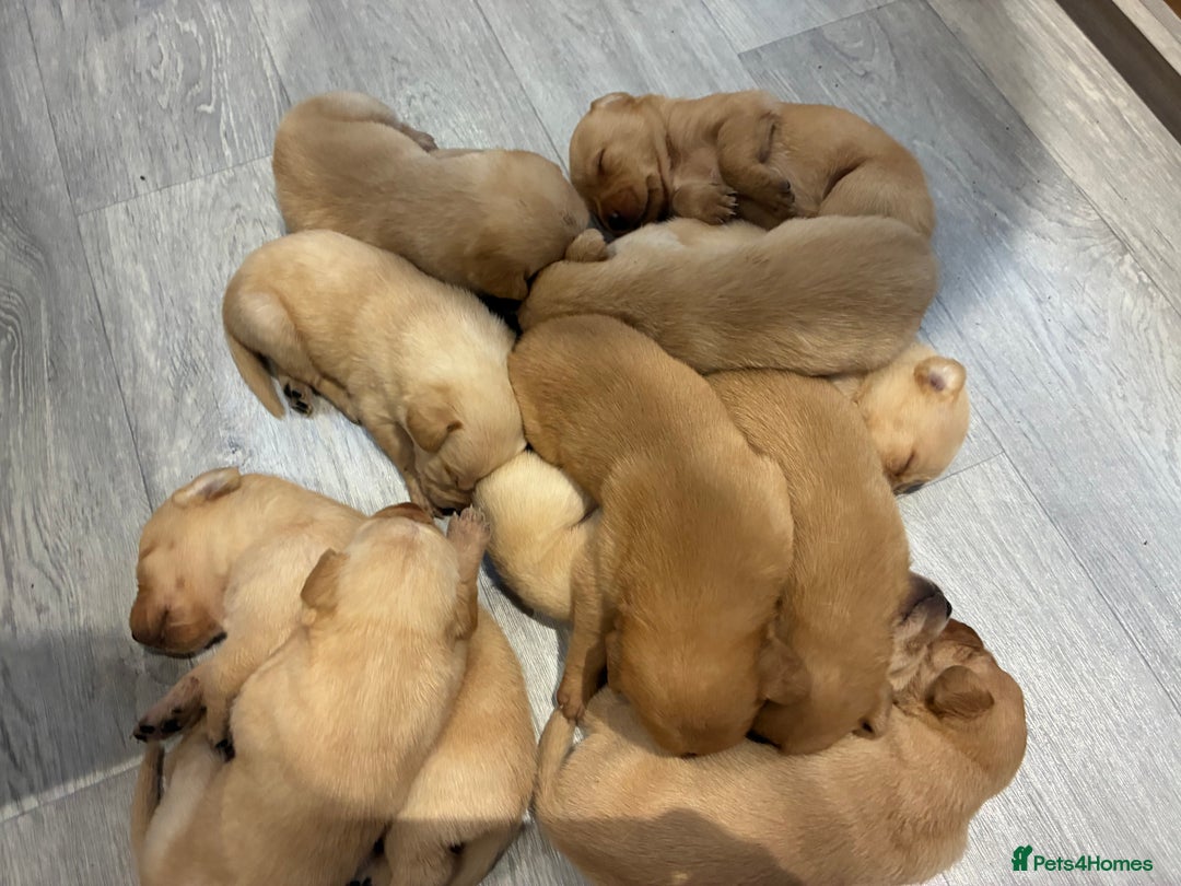 Labrador Retriever dogs for sale: Red Fox , Golden & White Labrador Pups  - Image 4