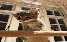 Mixed Breed cats for sale: 3 gorgeous boys mix breed - Image 9