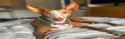 Ibizan Hound dogs for adoption: Kiara - a sweet chilled girl who loves a tummy rub - Advert 1