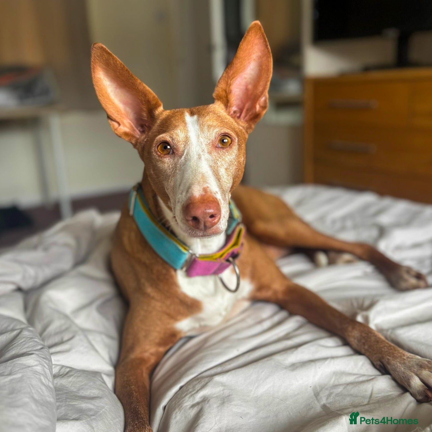 Ibizan Hound dogs Kiara - a sweet chilled girl who loves a tummy rub - Advert 5