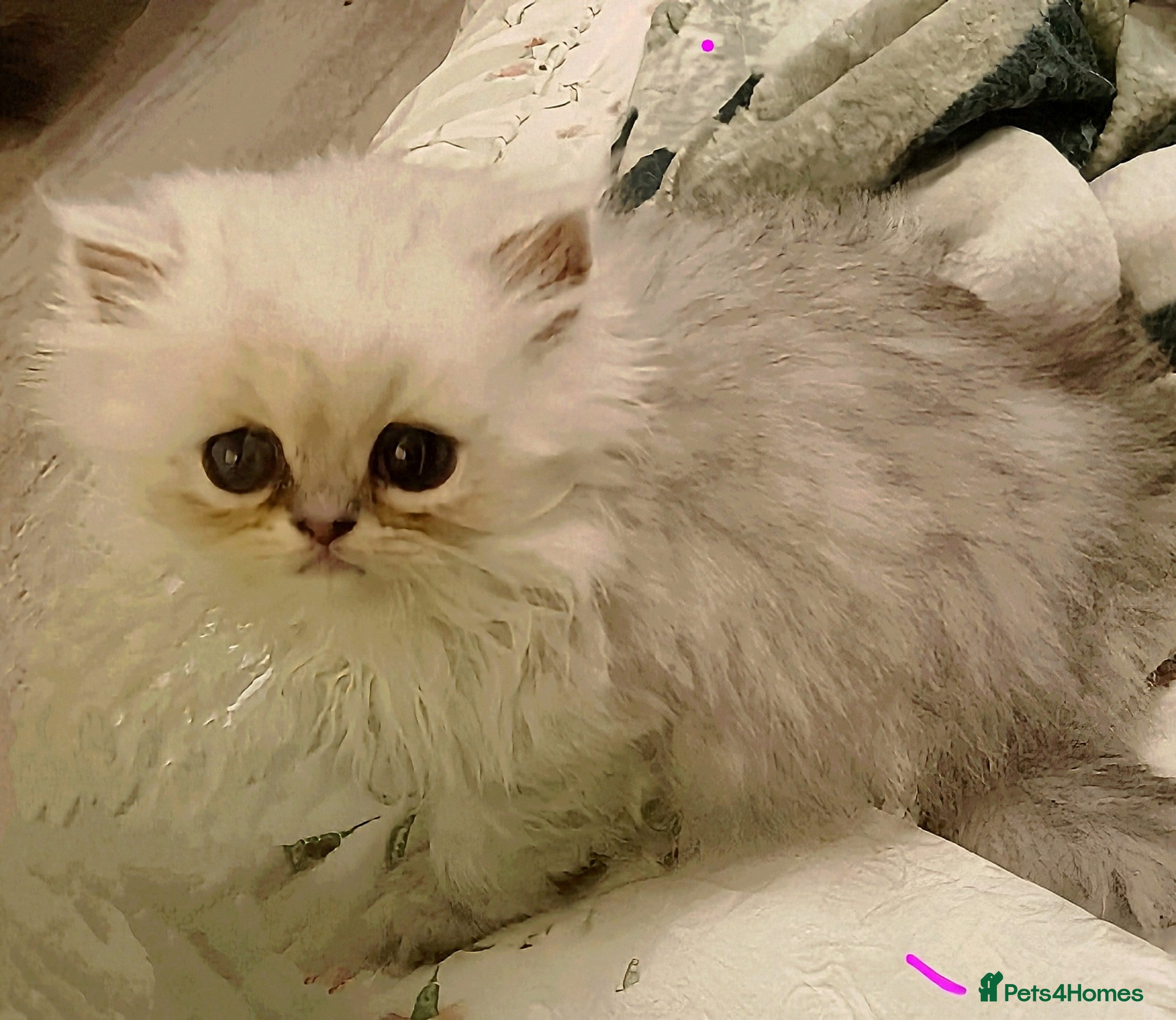 Persian cats Shaded Persian kittens ready soon - Advert 2