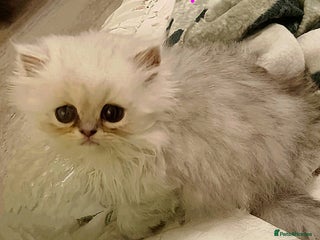 Persian cats Shaded Persian kittens ready soon - Advert 2