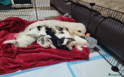 Mixed Breed dogs for sale: 🐶 Adorable La-Chon Puppies-Ready 1st December 🐶 - Advert 13