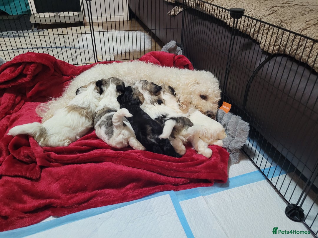 Mixed Breed dogs for sale: 🐶 Adorable La-Chon Puppies-Ready 1st December 🐶 - Advert 13