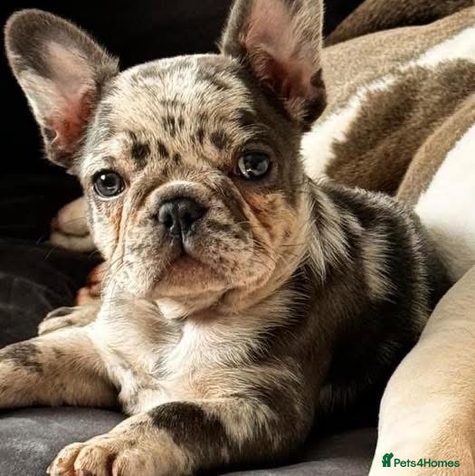 Mixed Breed dogs French pocket bully’s  in Grays - Advert 3