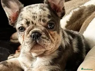 Mixed Breed dogs French pocket bully’s in Grays - Advert 3