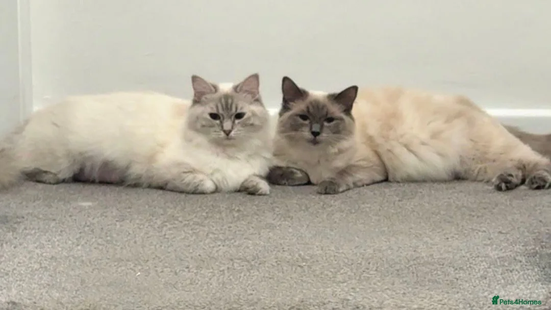Ragdoll cats for sale: Stunning Lilac Lynx & Blue Point Ragdoll Girls - Advert 1